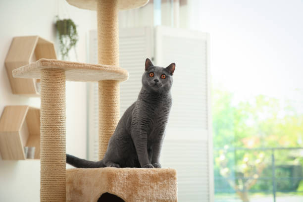 FélinOra - Des chats stimulés