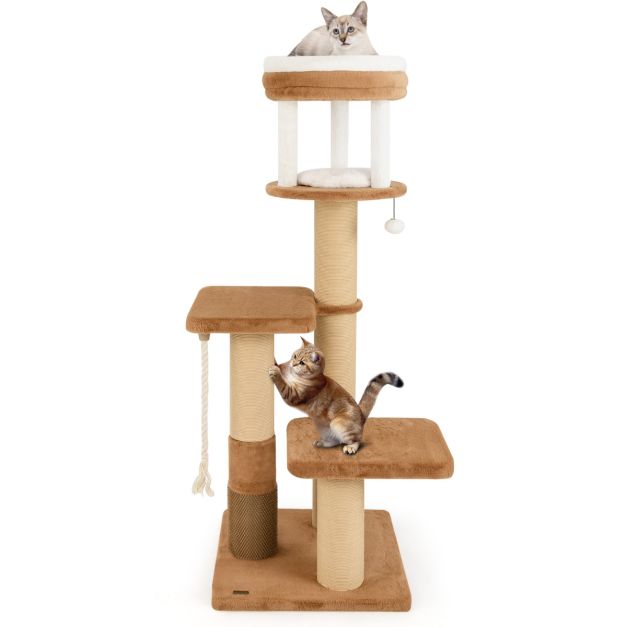 ARBRE À CHAT <br> "Le café robuste"